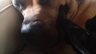 Perro recibe un relajante masaje de su amigo felino