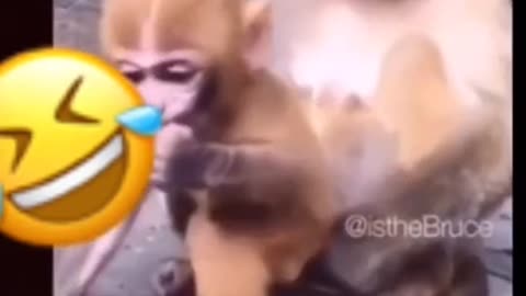 Funny Monky 🤣