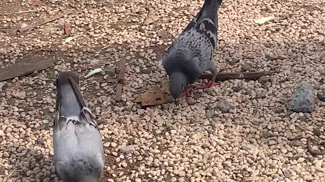 Dancing pigeons