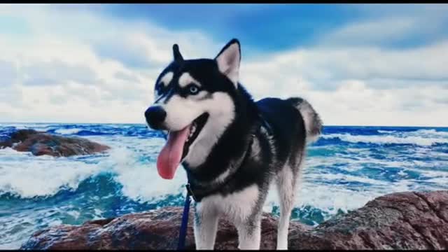 Funny Pet 2021 It's time to LAUGH with Dog's lifes18