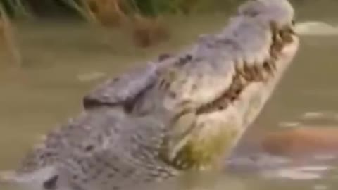 Breakfast for crocodiles