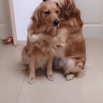 Cute and Funny Dogs Hugging The Other