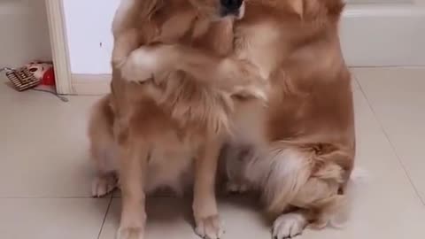 Cute and Funny Dogs Hugging The Other