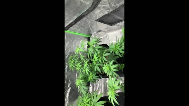 Starting week 1 of flower with Super Skunk