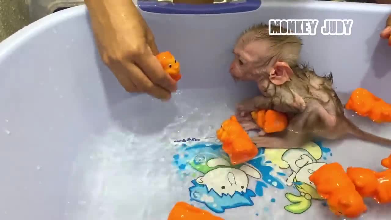 Monkeys beautiful