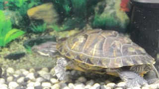 Turtles in a pet shop tank