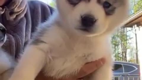 Husky Puppy Cuteness Overload!