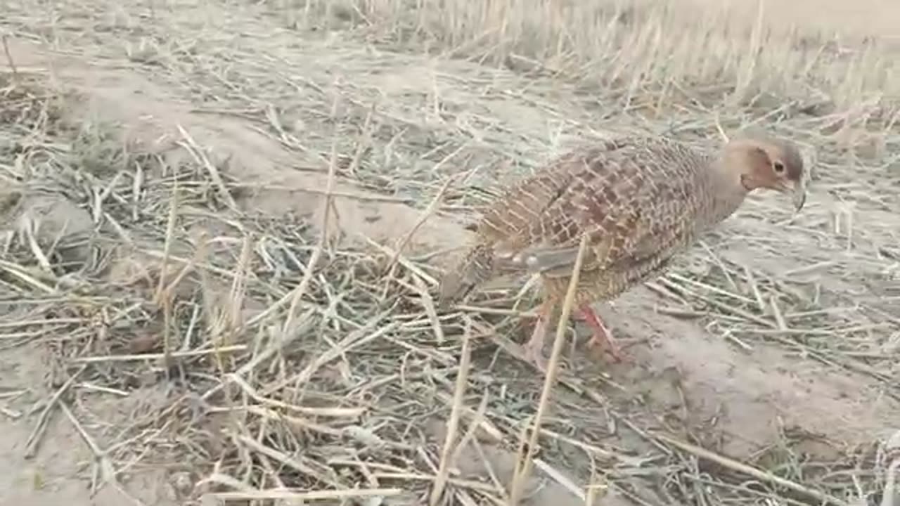 irani teetar,gray patridge ,gray francolin sound