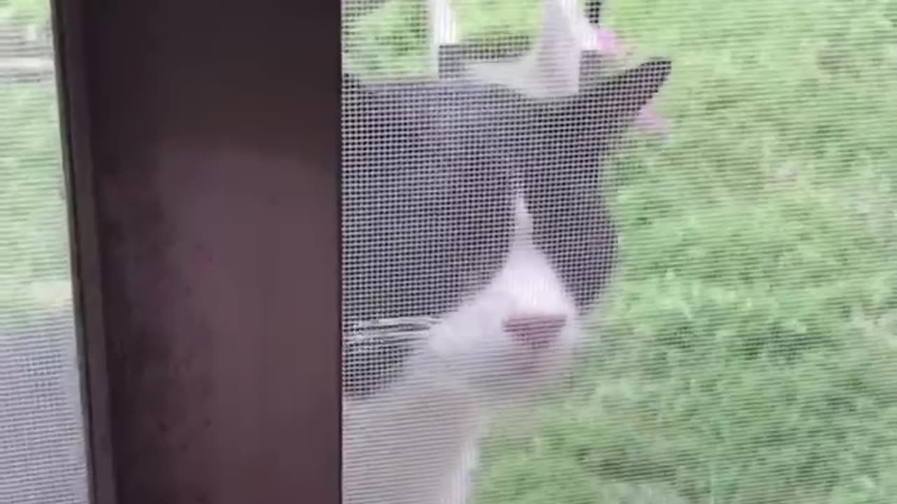 Funny cats