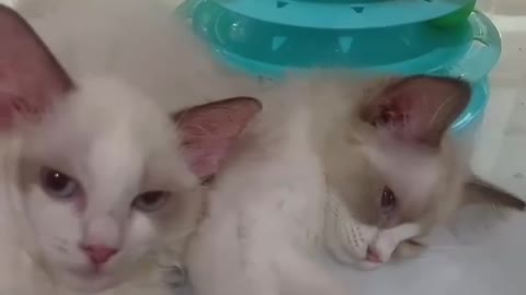 Two cats are twins. They're cute