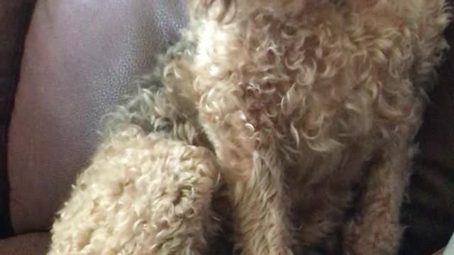 Owner Teases Welsh Terrier "Look Oscar! Dog!"