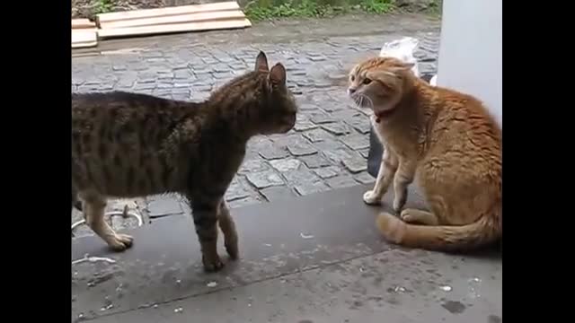 Very angry cats