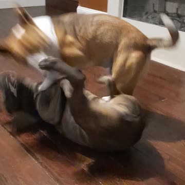 Tucker Carlson Smiles After great Play