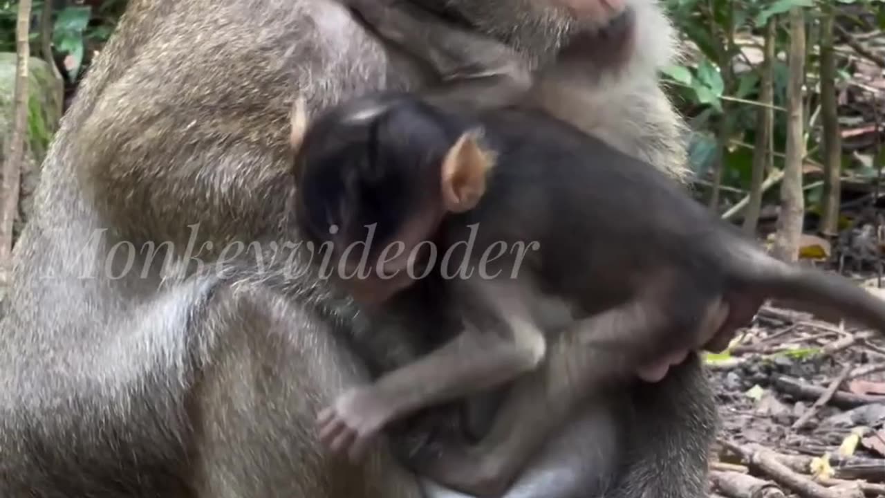 Adorable Monkey