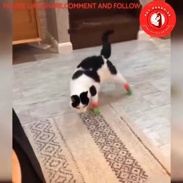 😻😹🐾“Hilarious Cat Fails: Watch This!”🐾😹😻