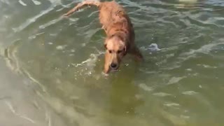 Aussie pup will not give up his stick!
