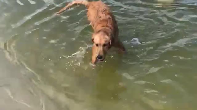 Aussie pup will not give up his stick!