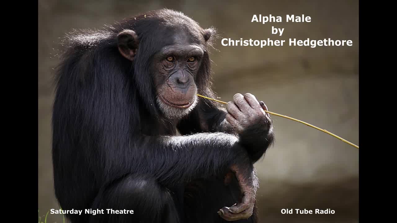 Alpha Male By Christopher Hedgethorne