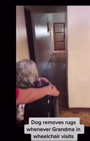 Dog moves rugs for grandma in wheelchair
