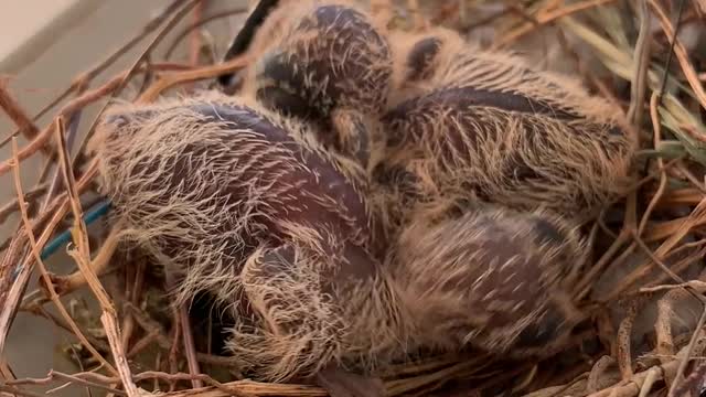 close-up-on-chicks-in-nest