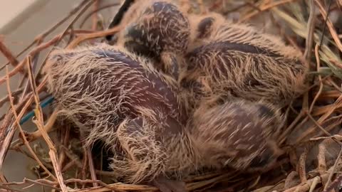 close-up-on-chicks-in-nest