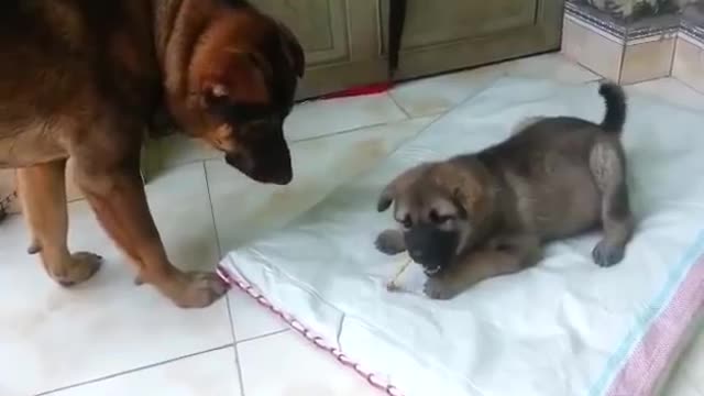 Mother dog hit puppy