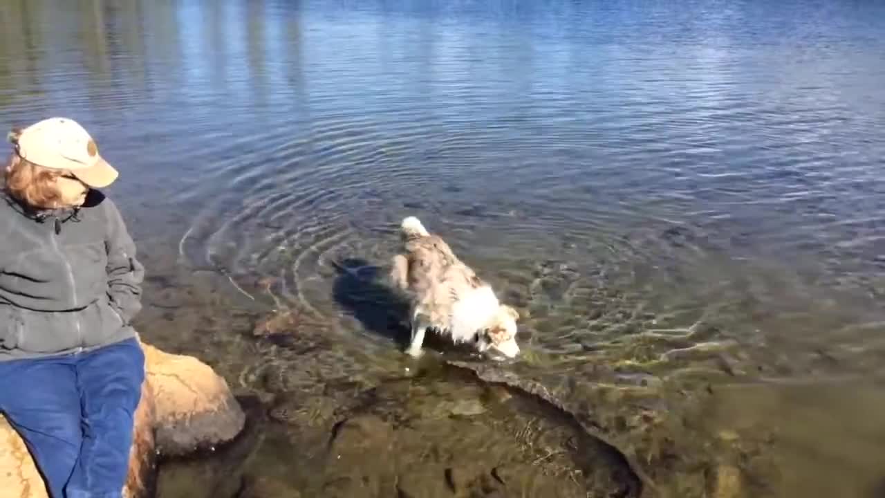 My dogs having fun