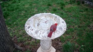 Male Cardinal March 27, 2021