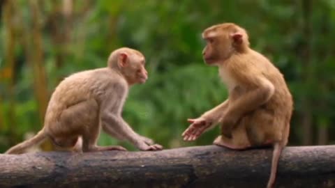 Funniest Monkey funny monkey videos interesting