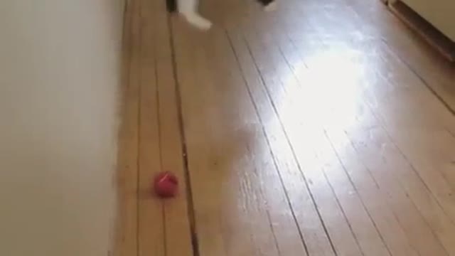 Dancing Cat Caught on camera