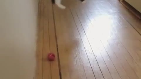 Dancing Cat Caught on camera