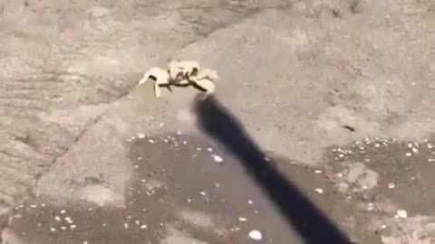 A crab attacked a man's shadow😅😅😅