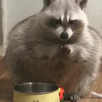 Raccoon never stop eating cookies