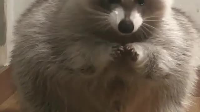 Raccoon never stop eating cookies