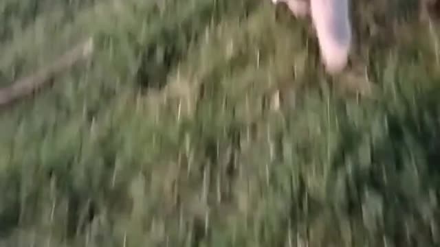 Cute cat 😺 video by Kingdom of Awais