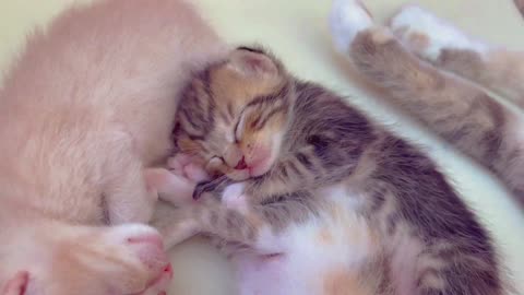 Kitten Sleeping ! Adorable kitten