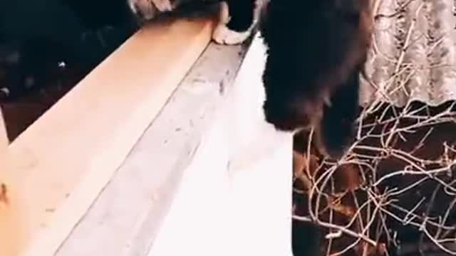 Mission Impossible by Cat