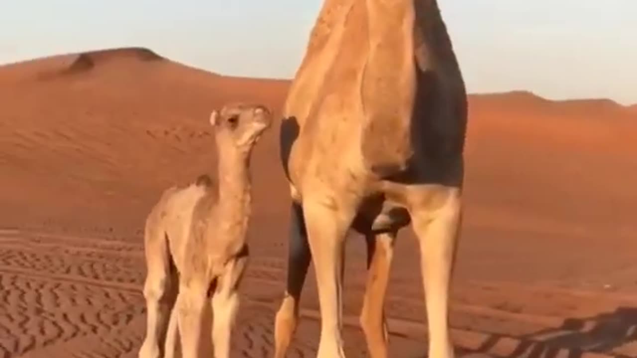 camel