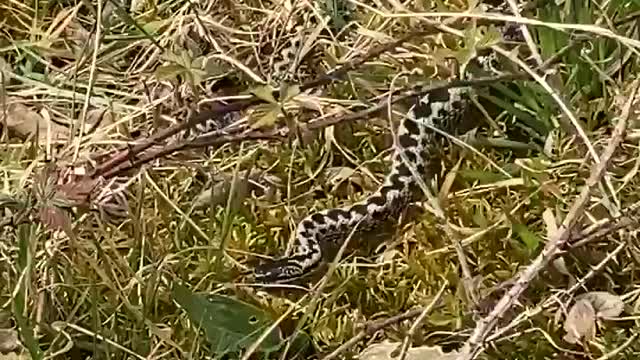 Beauty of Nature Beautiful Snake