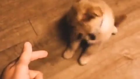 Play with the dog
