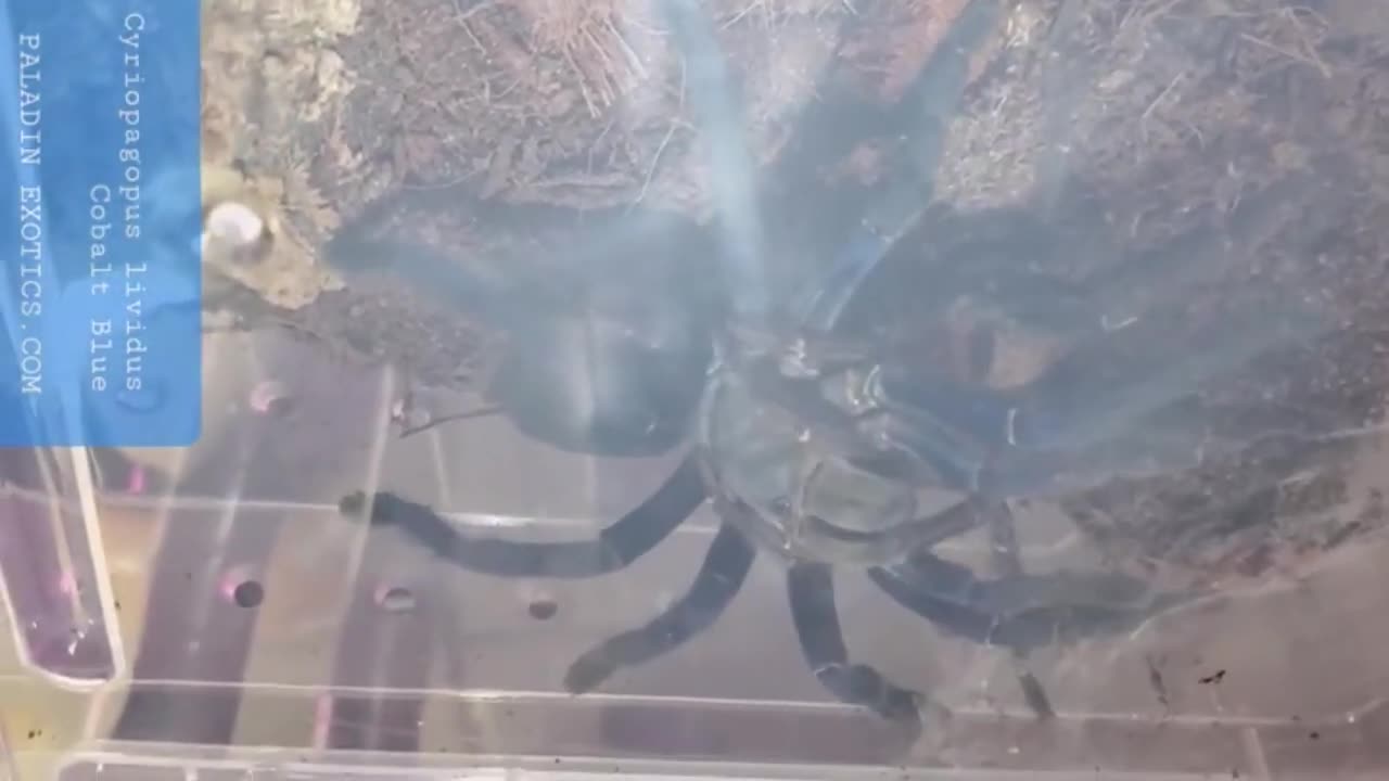 Cyriopagopus lividus (Cobalt Blue) Tarantula Breeding Pairing Clip Another Successful Insertion