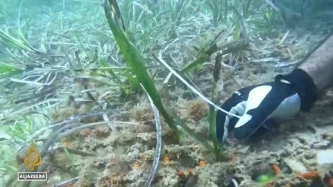 Protecting Posidonia: Mediterranean seagrass's vital role in carbon storage and climate regulation