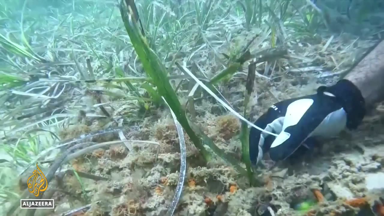 Protecting Posidonia: Mediterranean seagrass's vital role in carbon storage and climate regulation