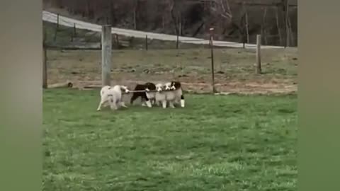 Cute and funny puppies🤗🤗🤗