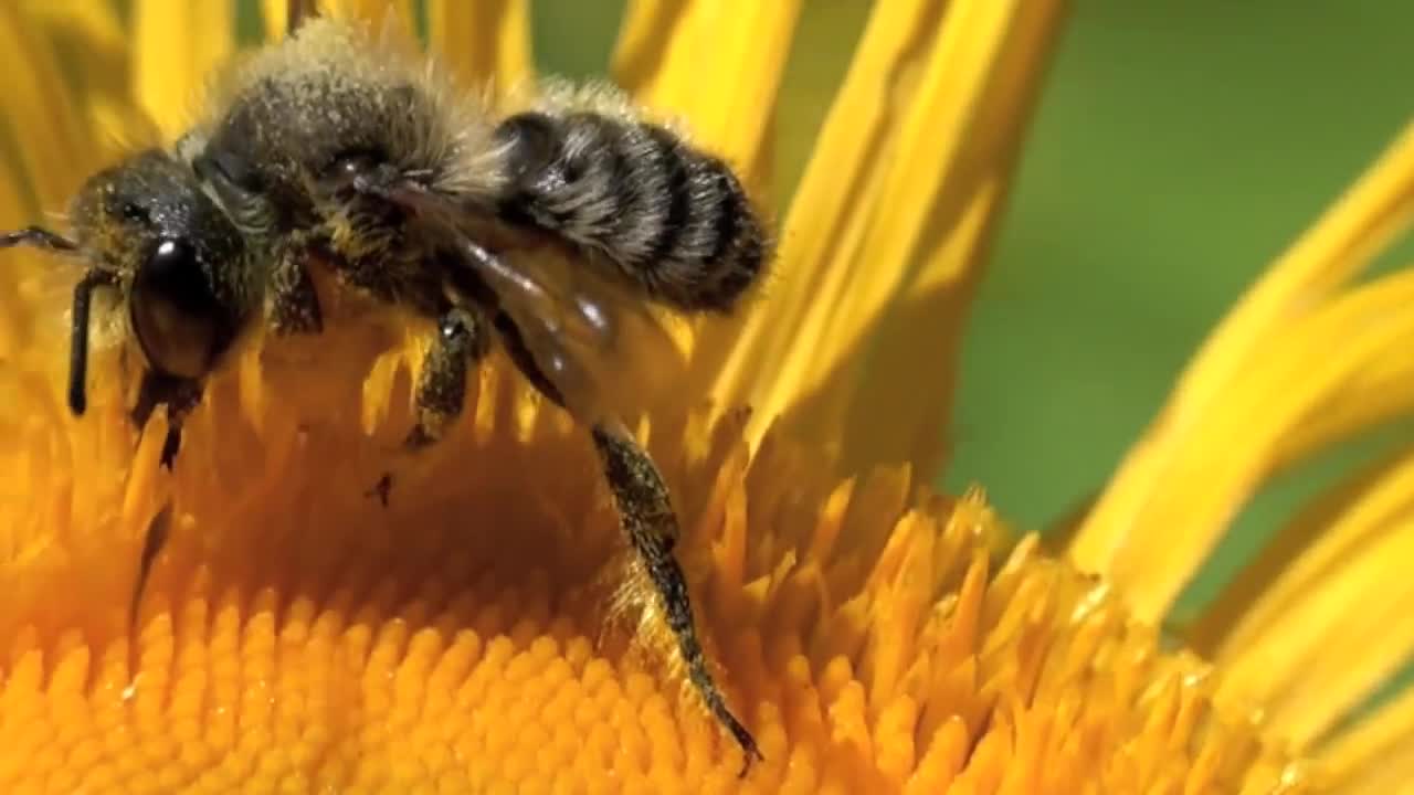 (Bumble) bees collecting pollen (hd) macro videography