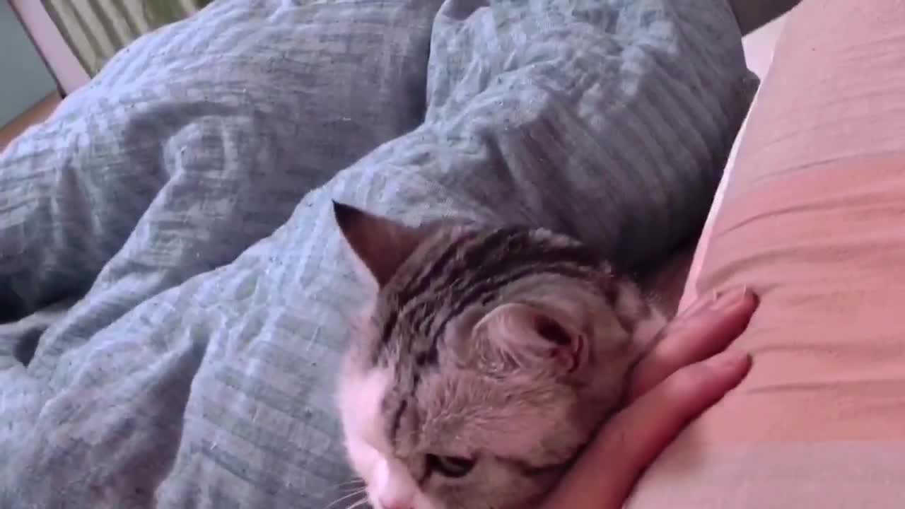 Cute and charming cat