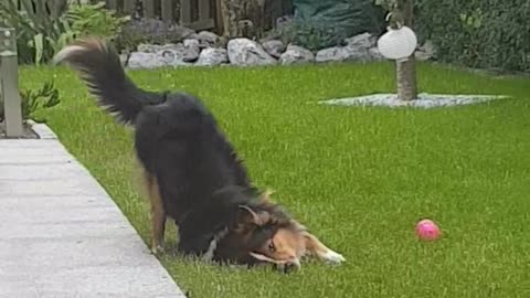 Border collie dog rubs neck into grass