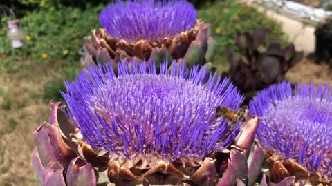 Bee on Artichoke Flower