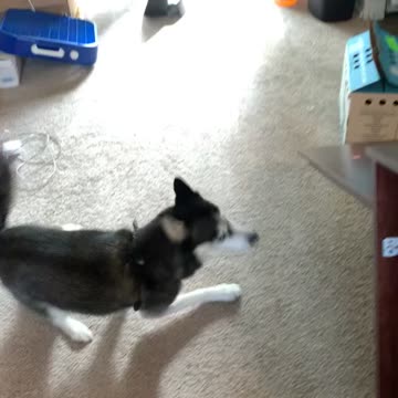 Husky gets the zoomies