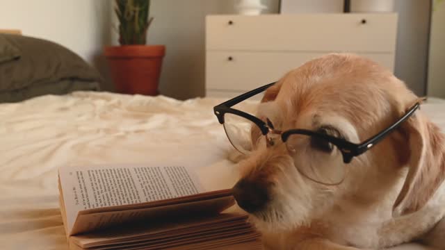 Adorable Little Dog wearing an Eyeglasses.